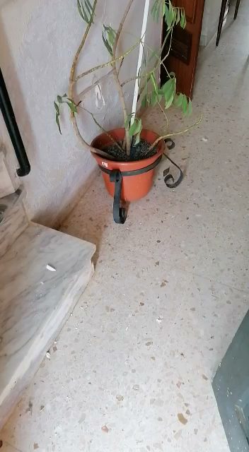 INMOBILIARIA FINCAS OLIVENZA. Pl. de Espana 12a 06100 Olivenza Badajoz